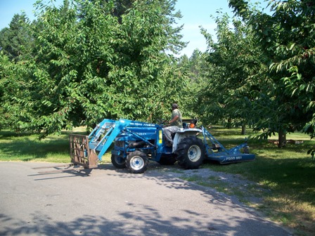 Employee during a local cherry orchard inspection 